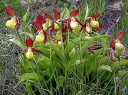 Files/1288648289 Orquidea Silvestre Cypripedium Calceolus T.jpg